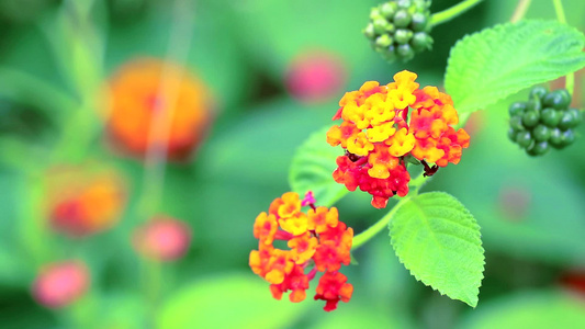 花园里有各种颜色的花朵1在花园里视频