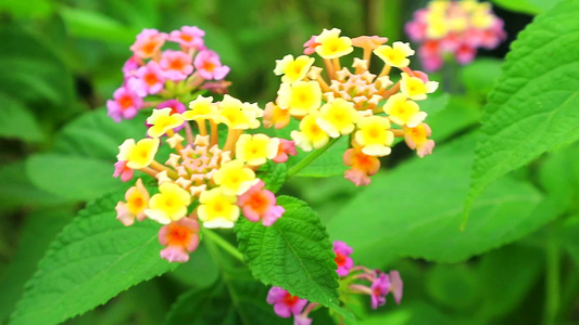 粉色黄色的亚拿那棕色椰菜花在花园里有绿色叶子1视频