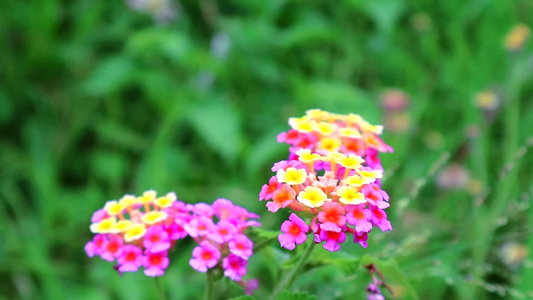 粉色黄色的亚兰大棕色椰菜花在花园里有绿色叶子2视频