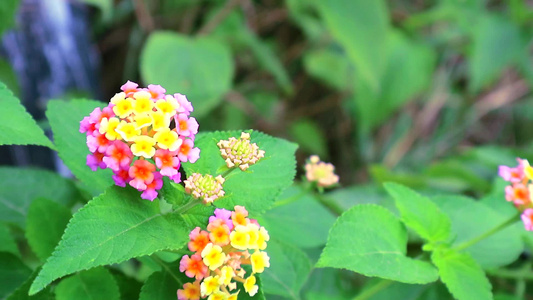 粉色和黄色的椰菜花在花园里视频