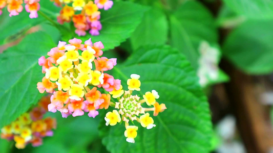 对冲在花园和绿叶上开花的粉色黄色花朵1视频