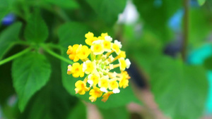 在花园和绿叶背景中开花的金黄花袍17秒视频