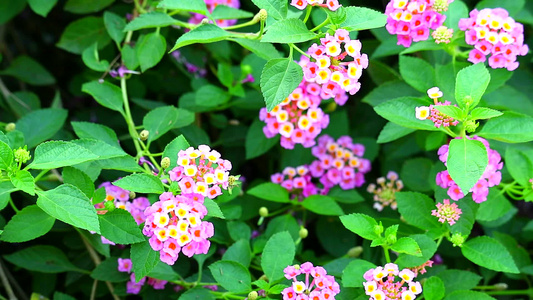 在公园里开花的花朵1彩色粉红色黄色花束视频