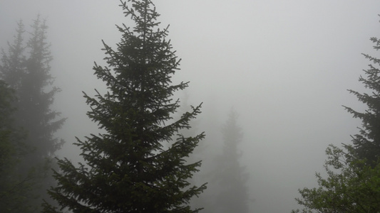 一片浓雾笼罩了森林视频