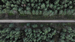 森林中的道路创造美丽的形状的森林42秒视频
