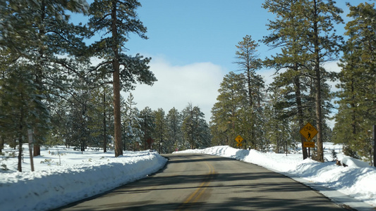 冬天森林里的雪驾驶汽车美国犹他州冬天的公路旅行针叶视频