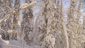 森林中的冬季34秒视频