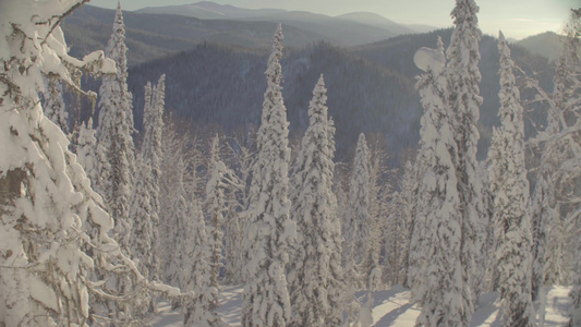 在西伯利亚山脉的冬季森林视频