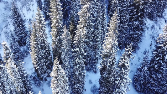 山林森林完全被雪雪覆盖视频