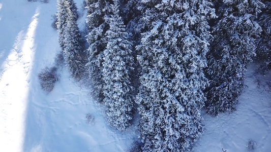 山林森林完全被雪雪覆盖视频
