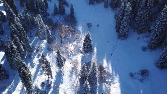 山林森林完全被雪雪覆盖视频