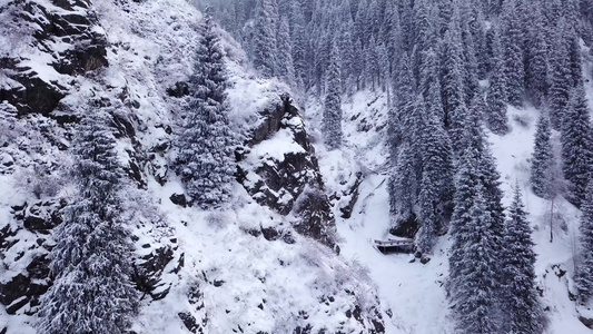 大雪峡谷山上有长青树视频