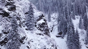 大雪峡谷山上有长青树13秒视频