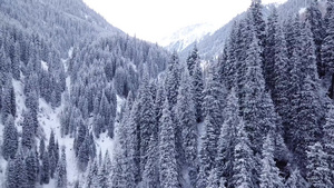 大雪峡谷山上有长青树18秒视频