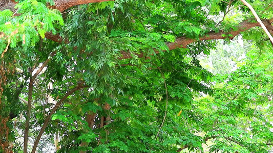 风吹花粉雨季秋花落花视频