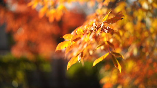 树上有橙色木叶的天然本底自然背景视频