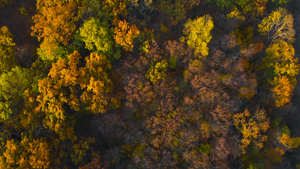 森林中秋叶树的空中顶部视图9秒视频