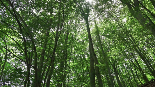 清晨在春林中美丽的自然阳光照耀视频