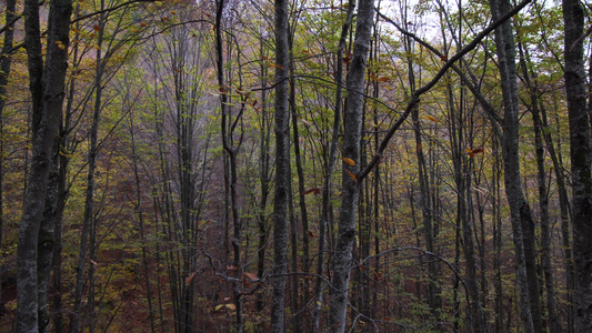 秋天在森林中的高树林中视频