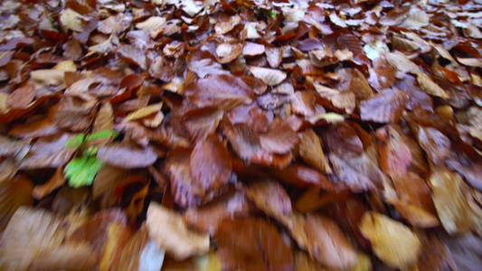 秋天下着雨滴的落叶视频