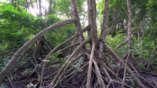 红树林横树根视频