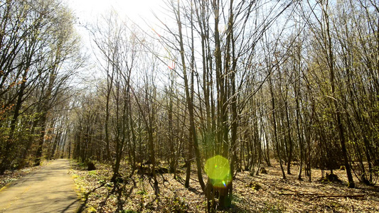 春时森林中第一次绿树叶视频