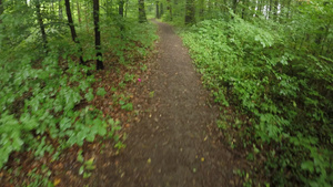 森林足迹夏末步行37秒视频
