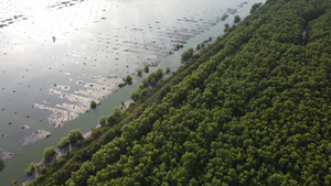 红树活生生的生活在沿海地带16秒视频