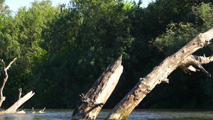 河里的干枯树15秒视频