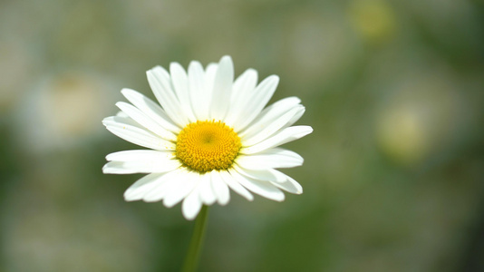 4k路边菊花视频