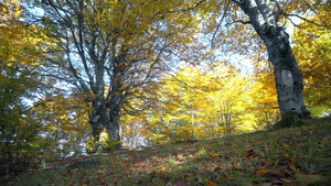 第一视角追踪秋天美丽的森林的拍摄镜头阳光光照耀着树上13秒视频