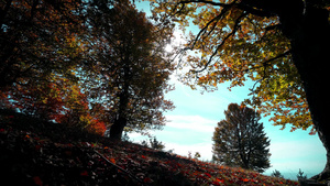 秋天在美丽的森林里21秒视频