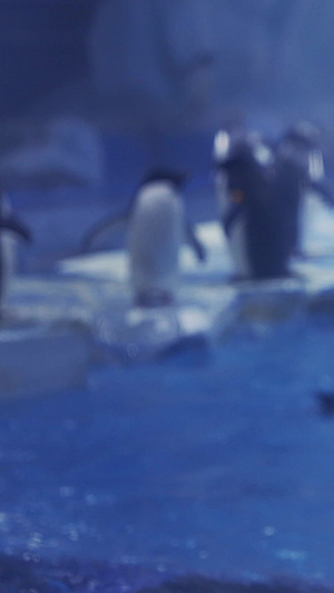 海洋馆里的企鹅纪录片33秒视频