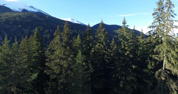 冬季用松树向北欧伯南森林上空射击的无人驾驶飞机视频