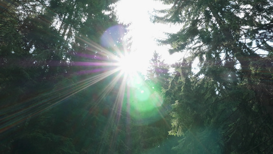 林中树枝间美丽的阳光的景色视频