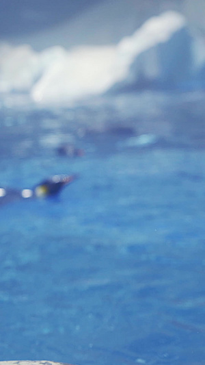 海洋馆里的企鹅纪录片33秒视频