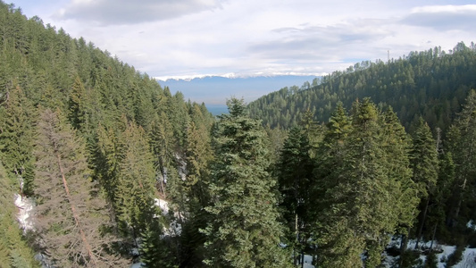 高高山林松树的稠密空中视频