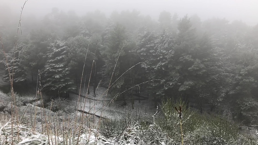 以斜体3为单位的雪林视频