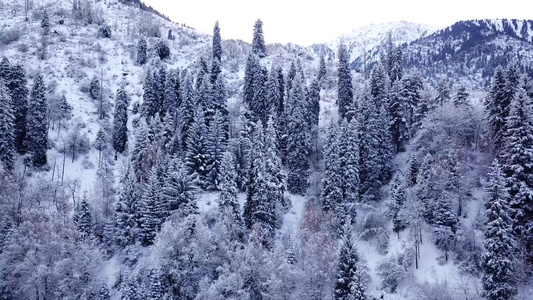 冬季森林和高山下着雪视频