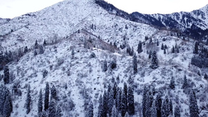 冬季森林和高山下着雪12秒视频