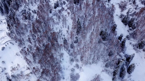 冬季森林和高山下着雪24秒视频