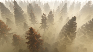 飞过秋天松树林对抗浓雾的晨日31秒视频
