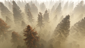飞过秋天松林对抗浓雾的清晨阳光31秒视频
