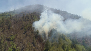 山林中的烈火16秒视频