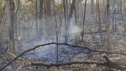 雨林火灾灾害是人类造成的火烧之后发生的视频