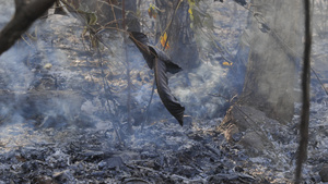 火灾之后的森林因火灾而严重毁坏的树木27秒视频