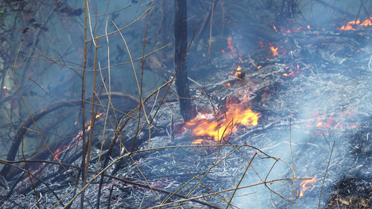 森林火灾灾害是人类造成的烧火视频