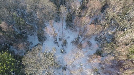 飞过树枝在冬木中砍伐树木视频