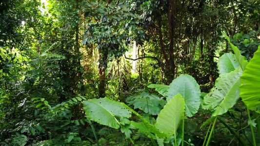 丛林中的绿色植物大自然中阳光明媚的日子里在树林里生长视频