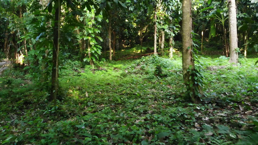 丛林中的绿色植物视频